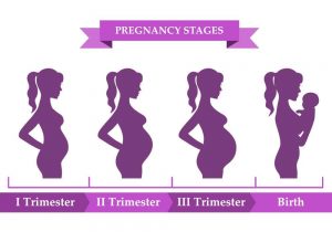 Trimester Chart – Best Gynecologist In Bangalore