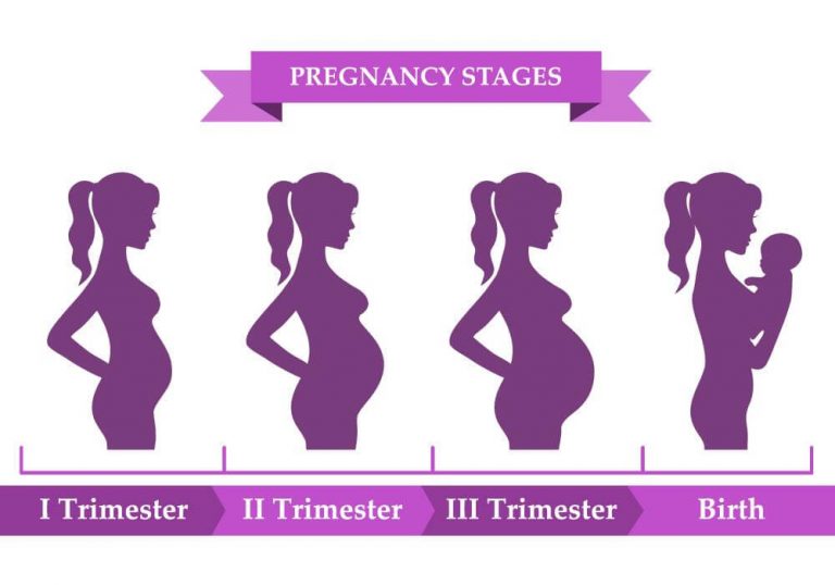 Trimester Chart – Best Gynecologist in Bangalore